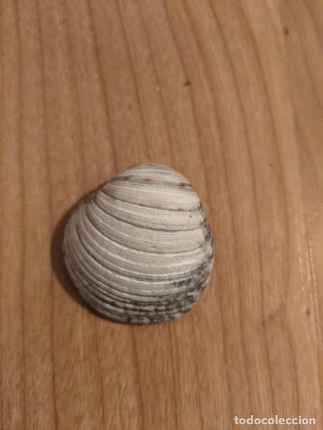 Coleccionismo de moluscos: CONCHA MARINA DE COLECCI&Oacute;N - Foto 1