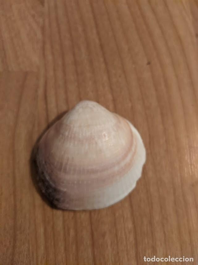 Coleccionismo de moluscos: CONCHA MARINA DE COLECCI&Oacute;N - Foto 1