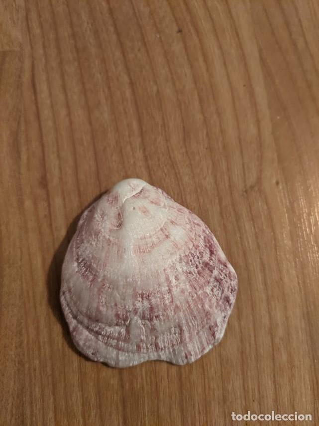 Coleccionismo de moluscos: CONCHA MARINA DE COLECCI&Oacute;N - Foto 1
