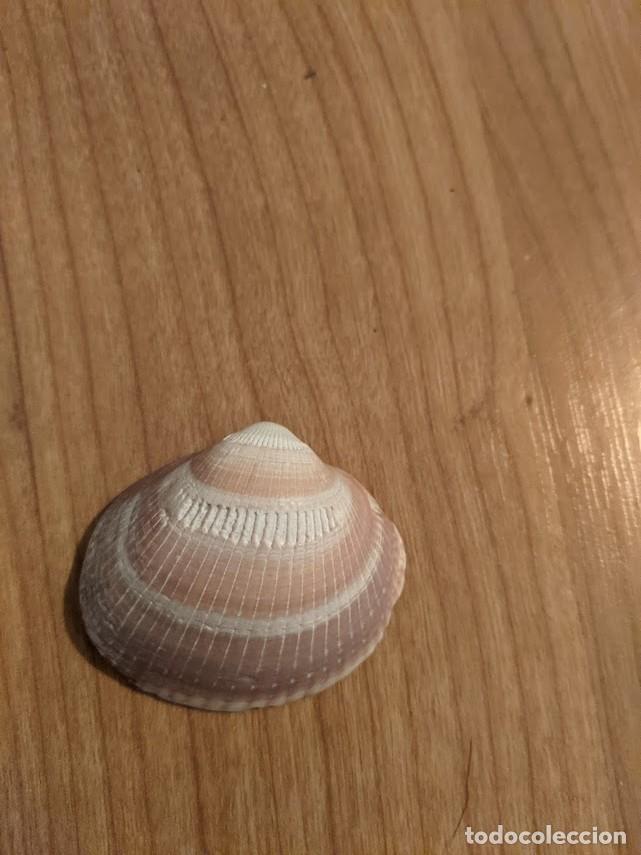 Coleccionismo de moluscos: CONCHA MARINA DE COLECCI&Oacute;N - Foto 1