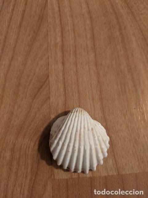 Coleccionismo de moluscos: CONCHA MARINA DE COLECCI&Oacute;N - Foto 1