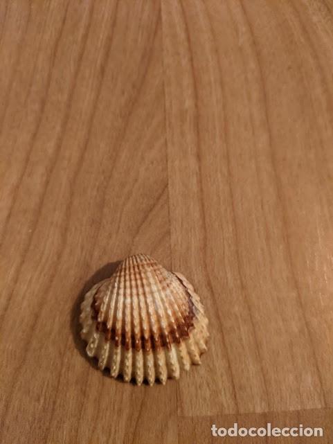 Coleccionismo de moluscos: CONCHA MARINA DE COLECCI&Oacute;N - Foto 1