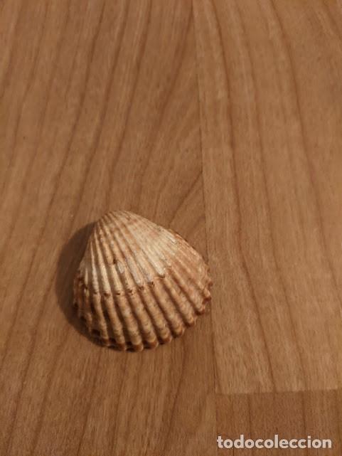 Coleccionismo de moluscos: CONCHA MARINA DE COLECCI&Oacute;N - Foto 1