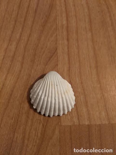 Coleccionismo de moluscos: CONCHA MARINA DE COLECCI&Oacute;N - Foto 1