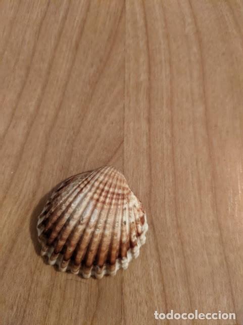 Coleccionismo de moluscos: CONCHA MARINA DE COLECCI&Oacute;N - Foto 1