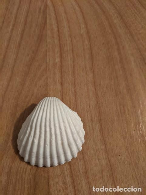 Coleccionismo de moluscos: CONCHA MARINA DE COLECCI&Oacute;N - Foto 1