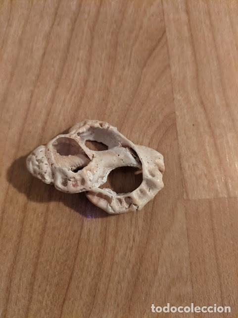 Coleccionismo de moluscos: CONCHA MARINA DE COLECCI&Oacute;N - Foto 1