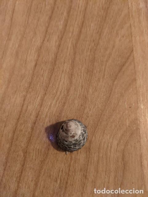 Coleccionismo de moluscos: CONCHA MARINA DE COLECCI&Oacute;N - Foto 1