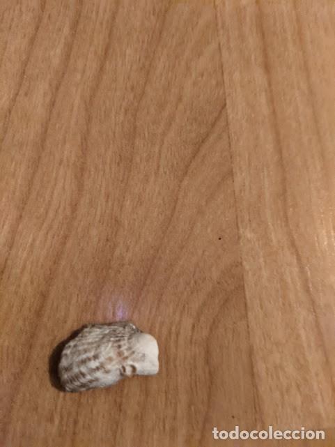 Coleccionismo de moluscos: CONCHA MARINA DE COLECCI&Oacute;N - Foto 1