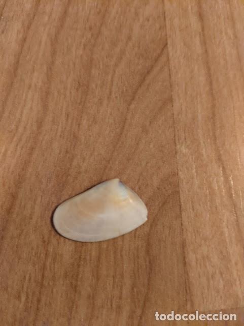 Coleccionismo de moluscos: CONCHA MARINA DE COLECCI&Oacute;N - Foto 1