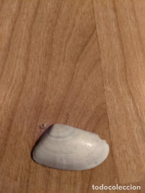 Coleccionismo de moluscos: CONCHA MARINA DE COLECCI&Oacute;N - Foto 1