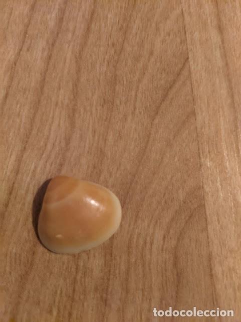Coleccionismo de moluscos: CONCHA MARINA DE COLECCI&Oacute;N - Foto 1
