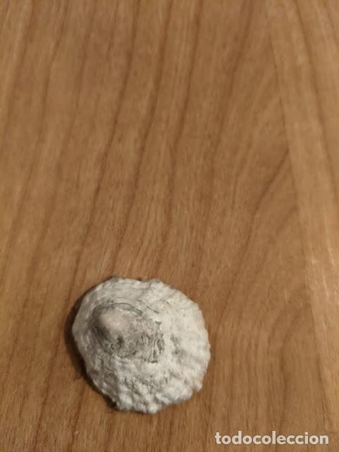 Coleccionismo de moluscos: CONCHA MARINA DE COLECCI&Oacute;N - Foto 1
