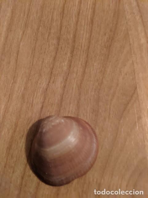 Coleccionismo de moluscos: CONCHA MARINA DE COLECCI&Oacute;N - Foto 1