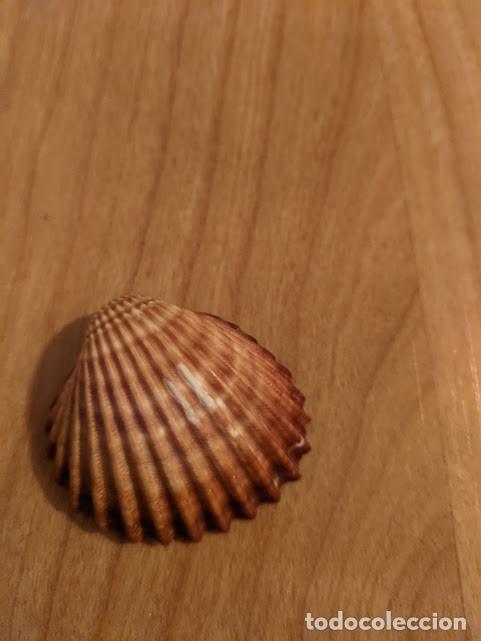 Coleccionismo de moluscos: CONCHA MARINA DE COLECCI&Oacute;N - Foto 1