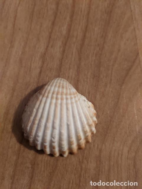 Coleccionismo de moluscos: CONCHA MARINA DE COLECCI&Oacute;N - Foto 1