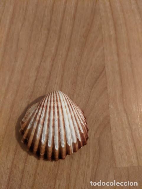 Coleccionismo de moluscos: CONCHA MARINA DE COLECCI&Oacute;N - Foto 1
