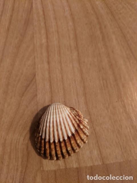 Coleccionismo de moluscos: CONCHA MARINA DE COLECCI&Oacute;N - Foto 1