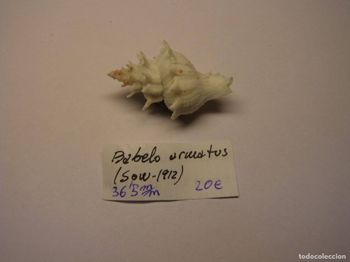 Coleccionismo de moluscos: Caracol snail shell babelo armatus. - Foto 1