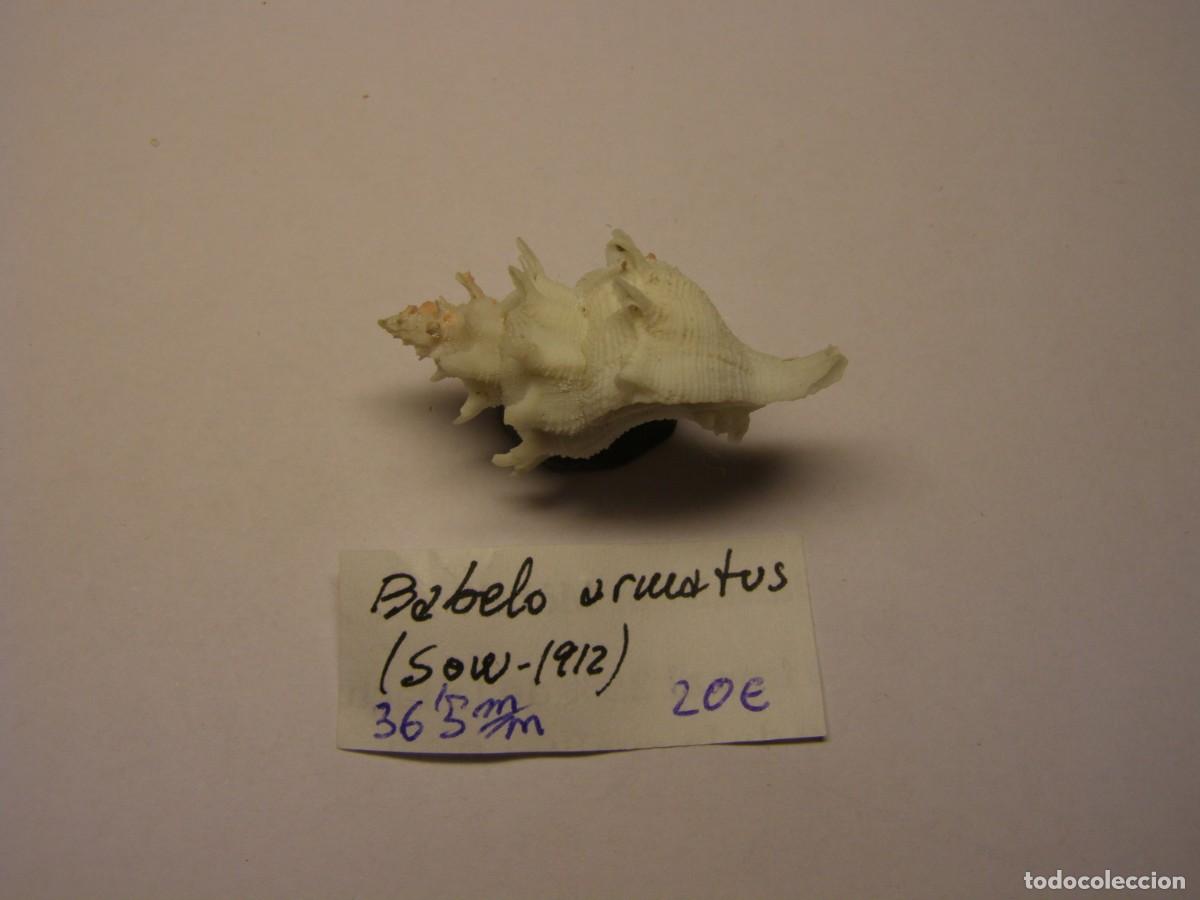 Coleccionismo de moluscos: Caracol snail shell babelo armatus. - Foto 2