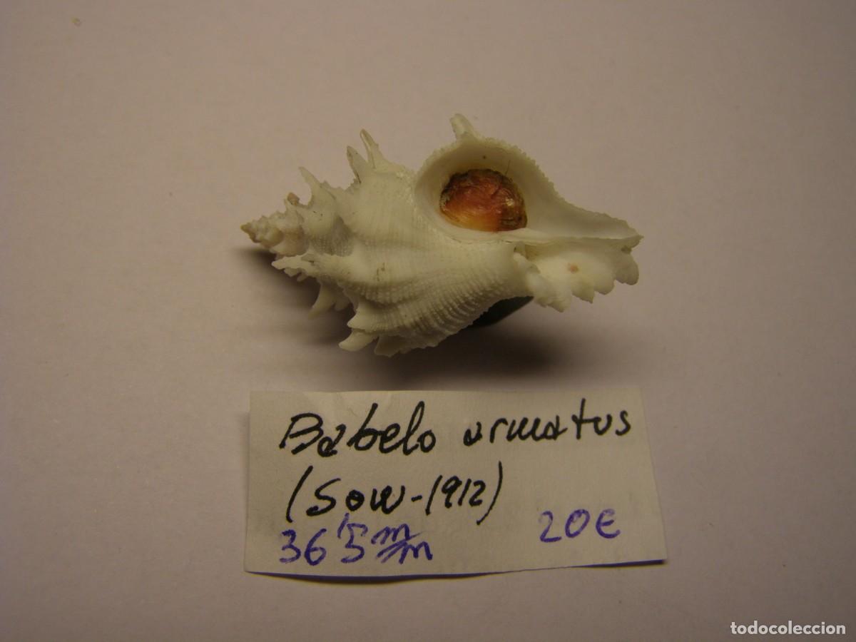 Coleccionismo de moluscos: Caracol snail shell babelo armatus. - Foto 3