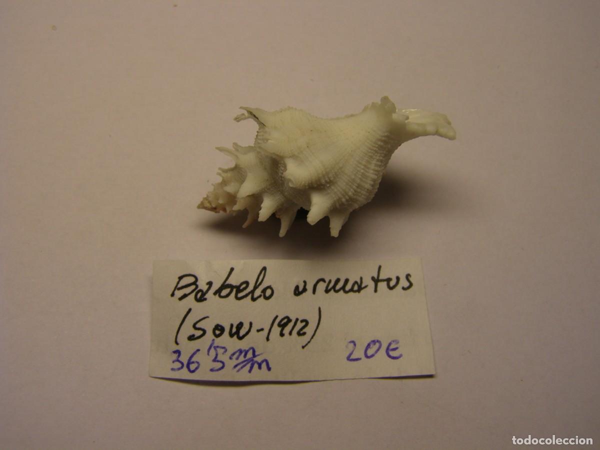 Coleccionismo de moluscos: Caracol snail shell babelo armatus. - Foto 4
