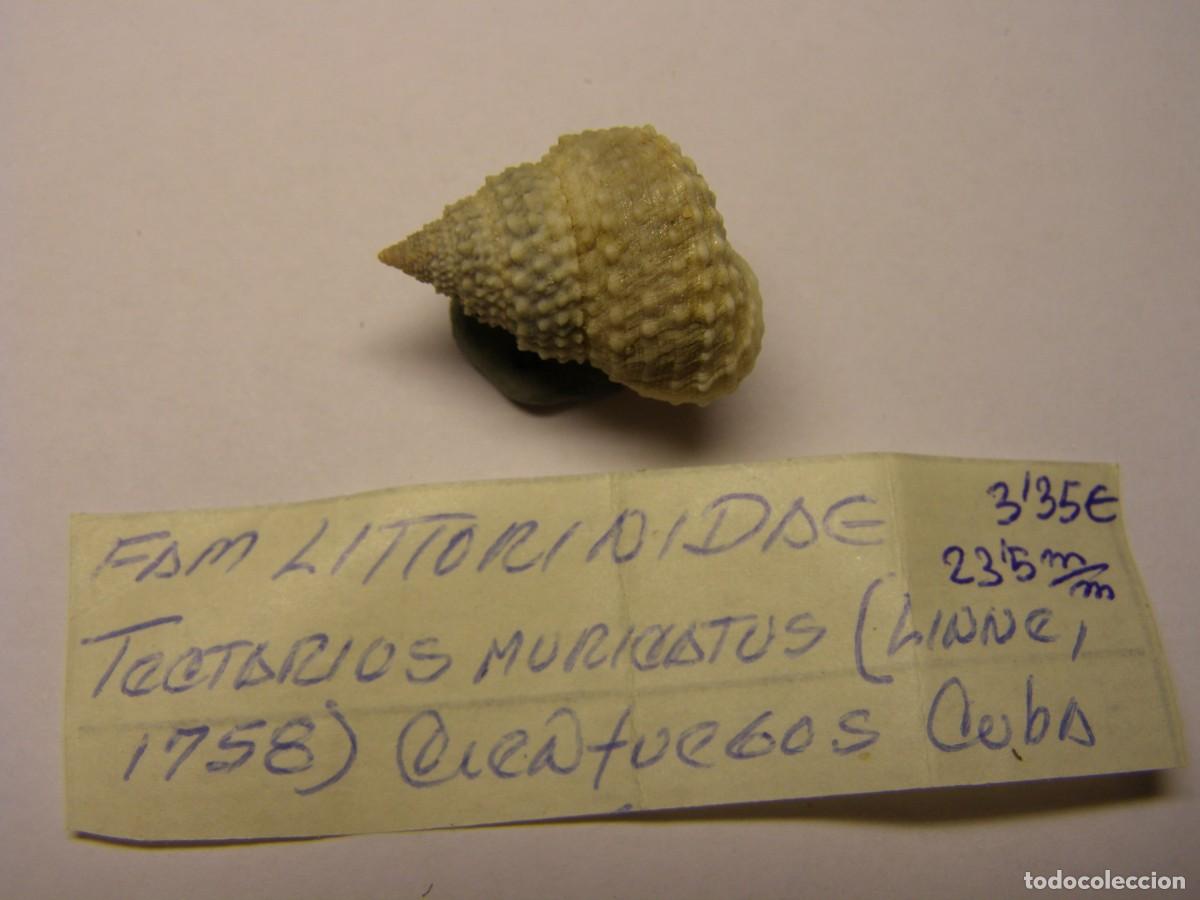Coleccionismo de moluscos: Caracol snail shell tectarius muricatus. Cuba. - Foto 1