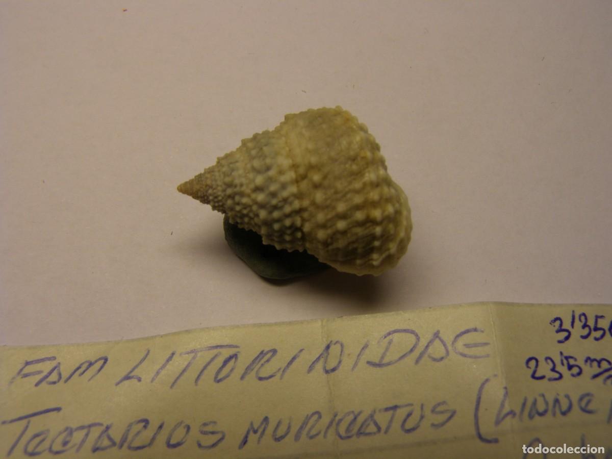 Coleccionismo de moluscos: Caracol snail shell tectarius muricatus. Cuba. - Foto 2