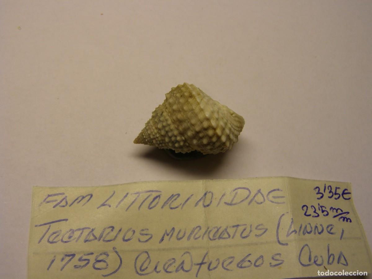 Coleccionismo de moluscos: Caracol snail shell tectarius muricatus. Cuba. - Foto 3