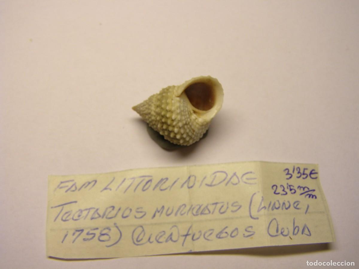 Coleccionismo de moluscos: Caracol snail shell tectarius muricatus. Cuba. - Foto 4