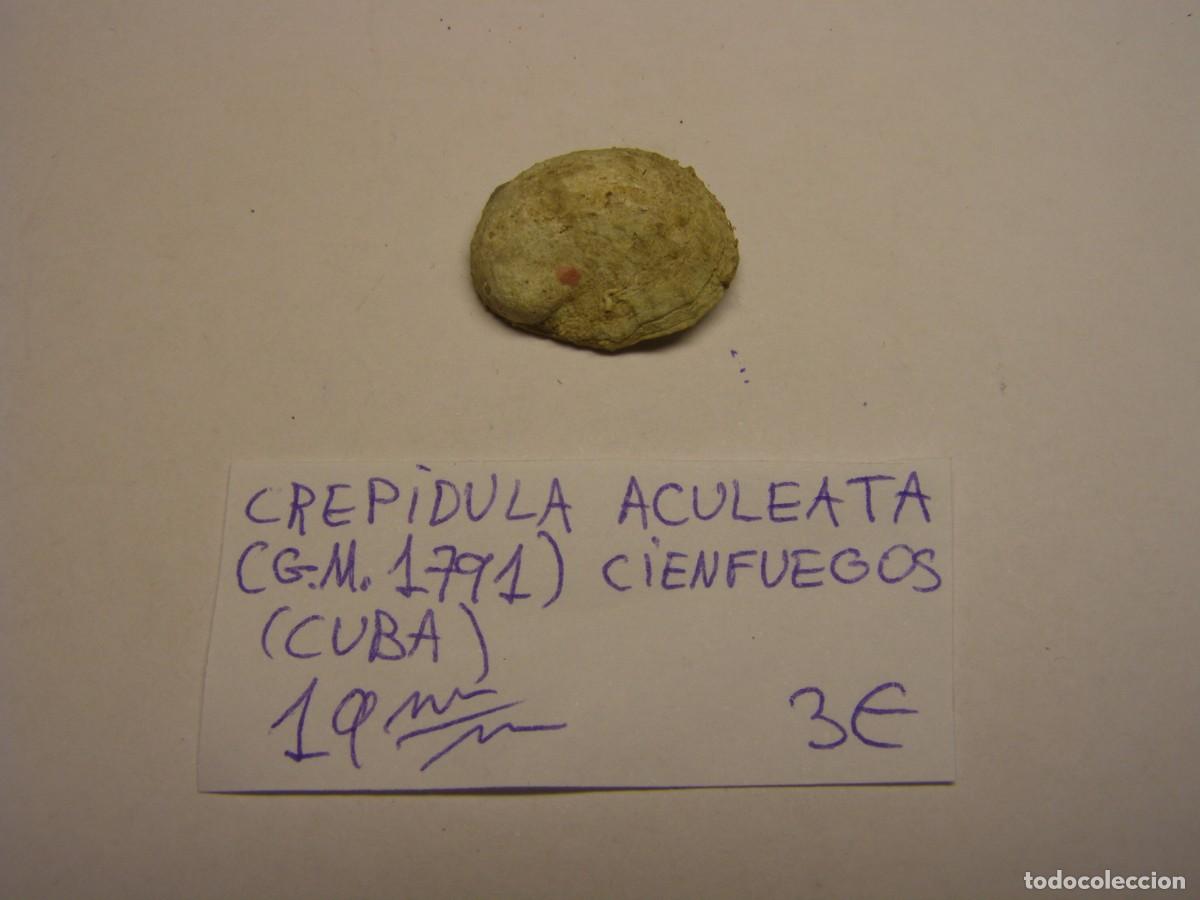 Coleccionismo de moluscos: Caracol snail shell crepidula aculeata. Cuba. - Foto 1
