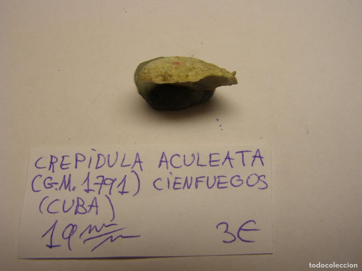 Coleccionismo de moluscos: Caracol snail shell crepidula aculeata. Cuba. - Foto 2