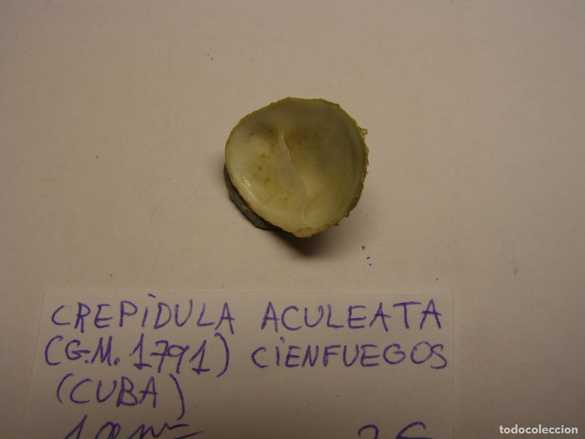 Coleccionismo de moluscos: Caracol snail shell crepidula aculeata. Cuba. - Foto 3