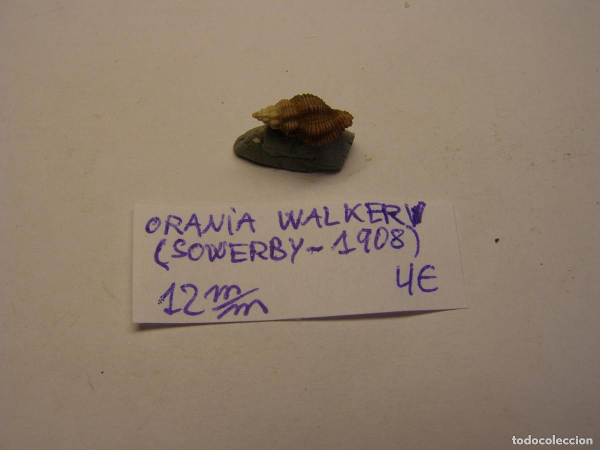 Coleccionismo de moluscos: Caracol snail shell orania walkeri. - Foto 1