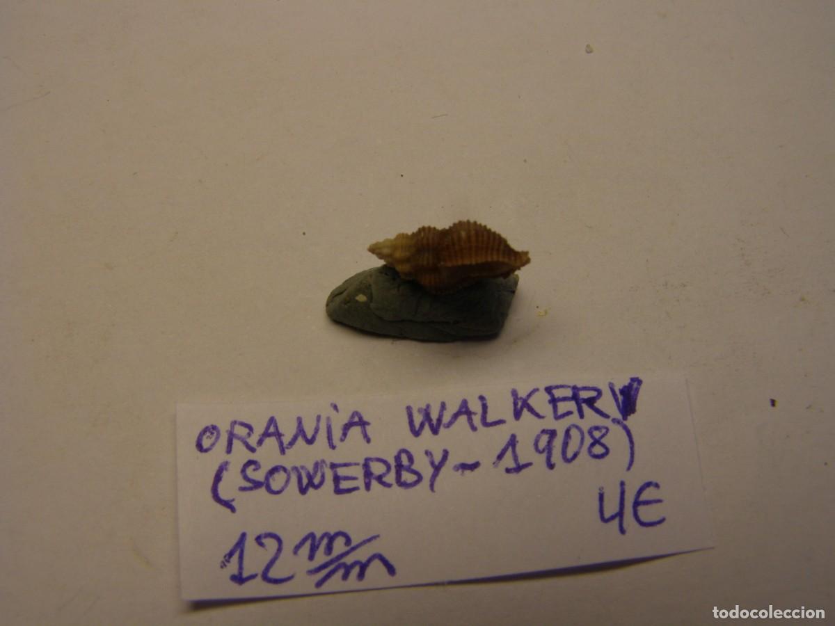 Coleccionismo de moluscos: Caracol snail shell orania walkeri. - Foto 2