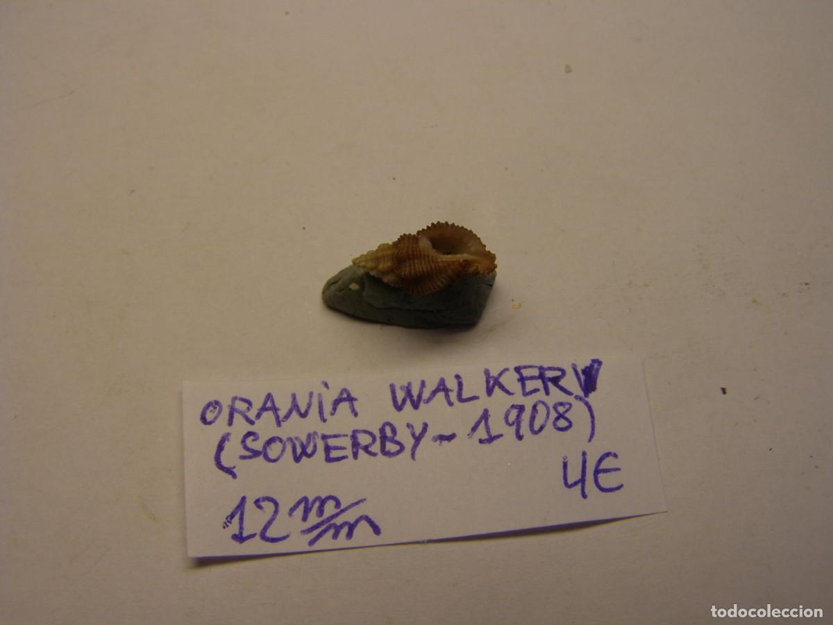 Coleccionismo de moluscos: Caracol snail shell orania walkeri. - Foto 3