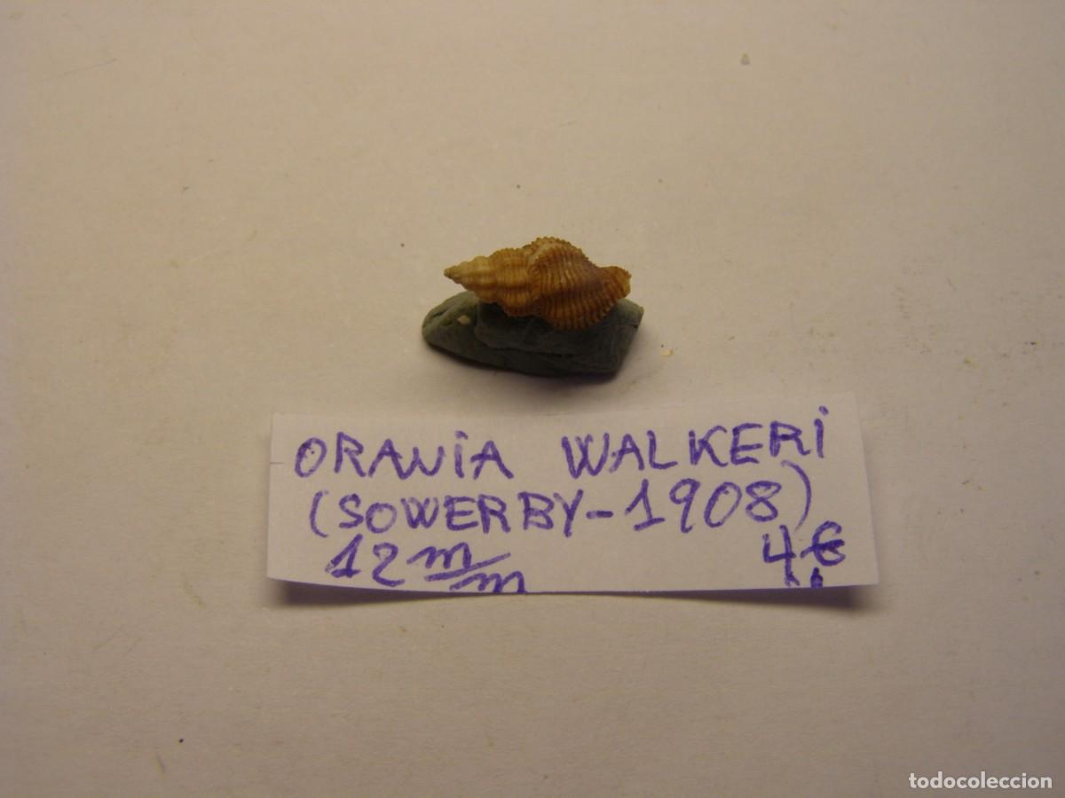 Coleccionismo de moluscos: Caracol snail shell orania walkeri. - Foto 1