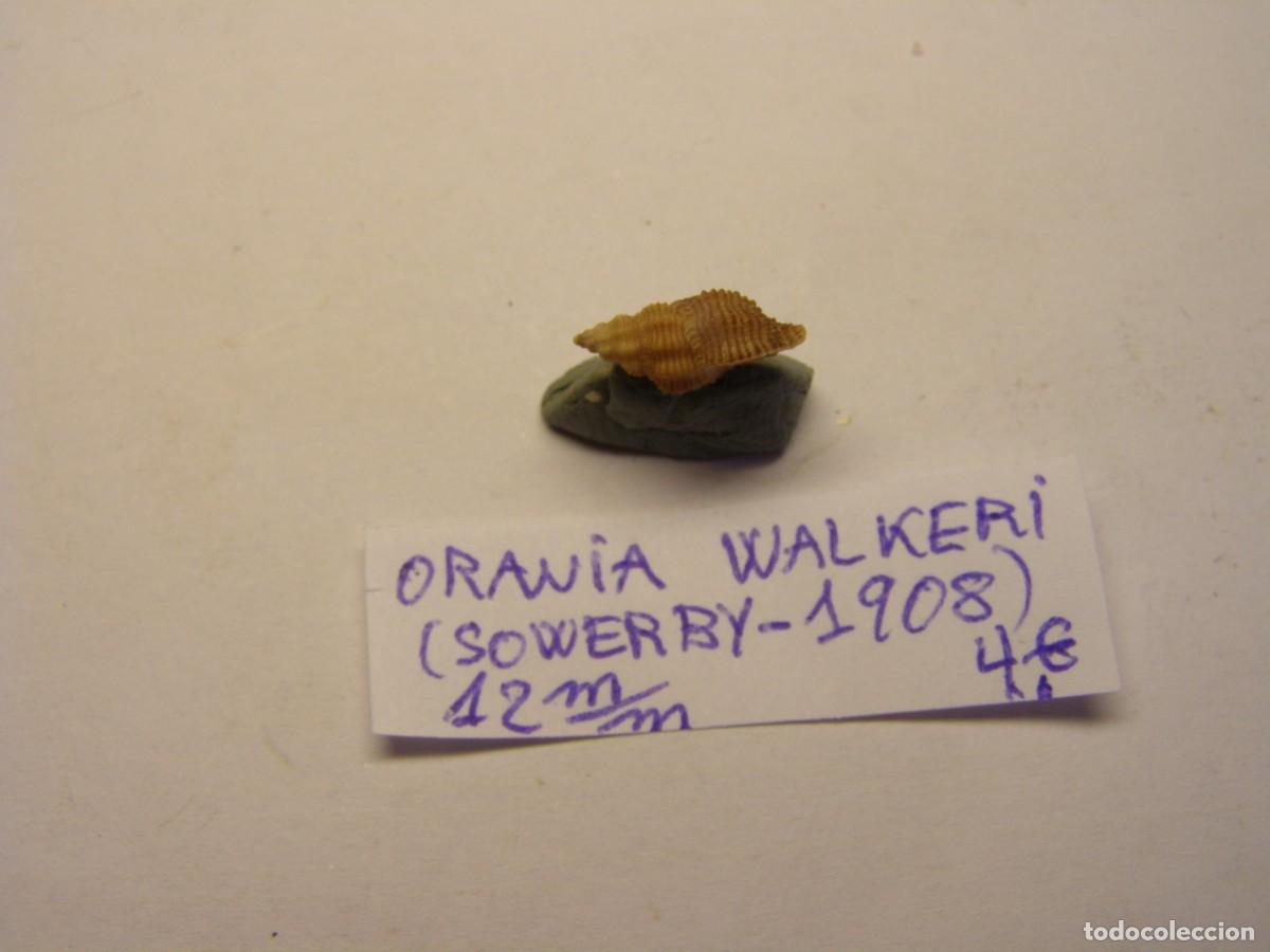 Coleccionismo de moluscos: Caracol snail shell orania walkeri. - Foto 2