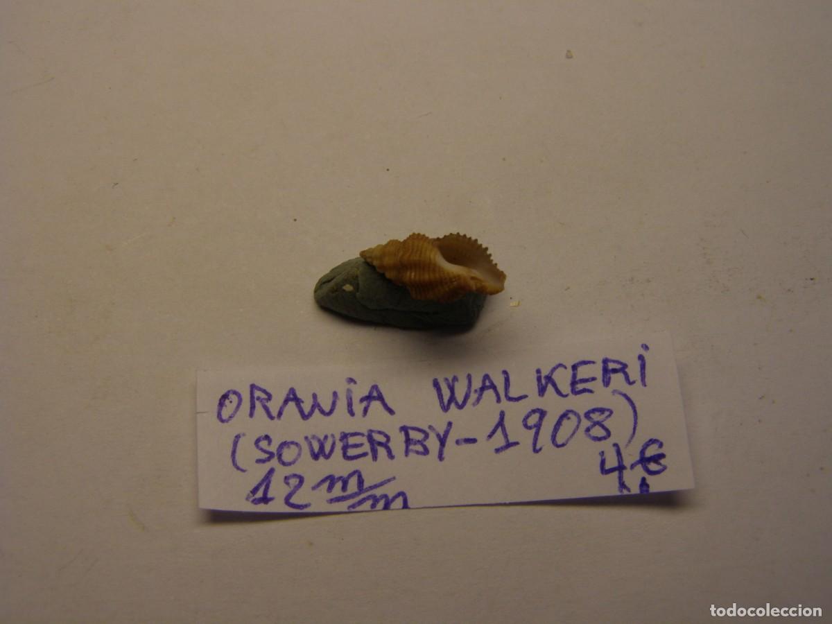 Coleccionismo de moluscos: Caracol snail shell orania walkeri. - Foto 3