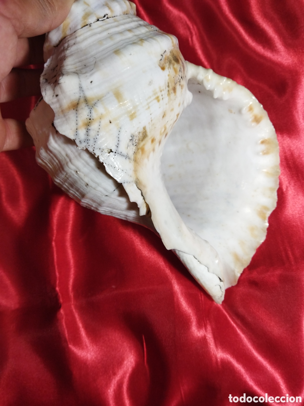 Coleccionismo de moluscos: Gran caracola de mar - Foto 3