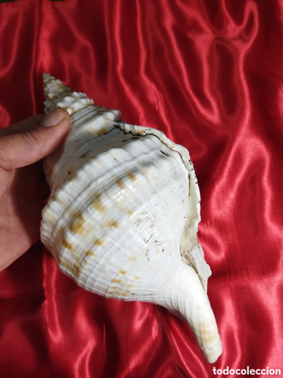 Coleccionismo de moluscos: Gran caracola de mar - Foto 4