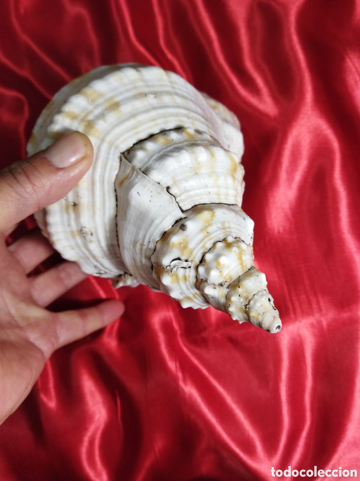 Coleccionismo de moluscos: Gran caracola de mar - Foto 5