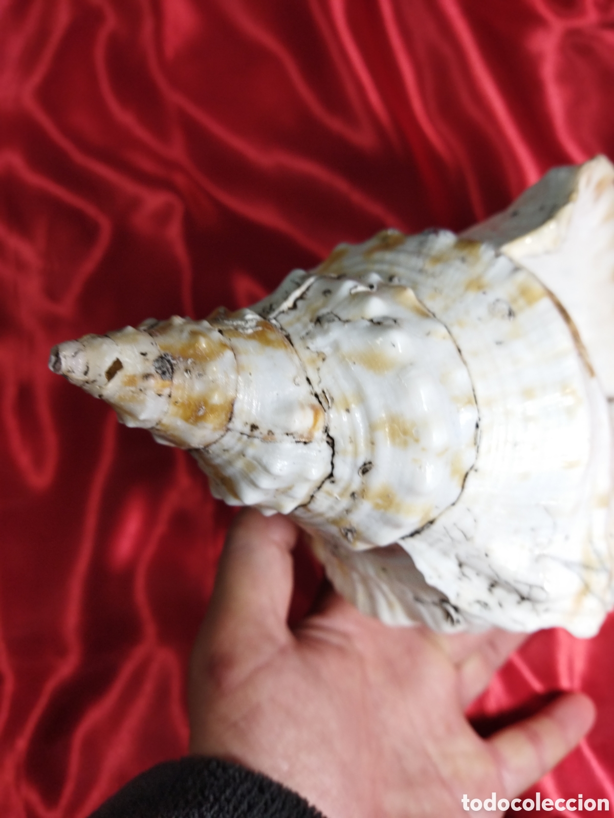 Coleccionismo de moluscos: Gran caracola de mar - Foto 6