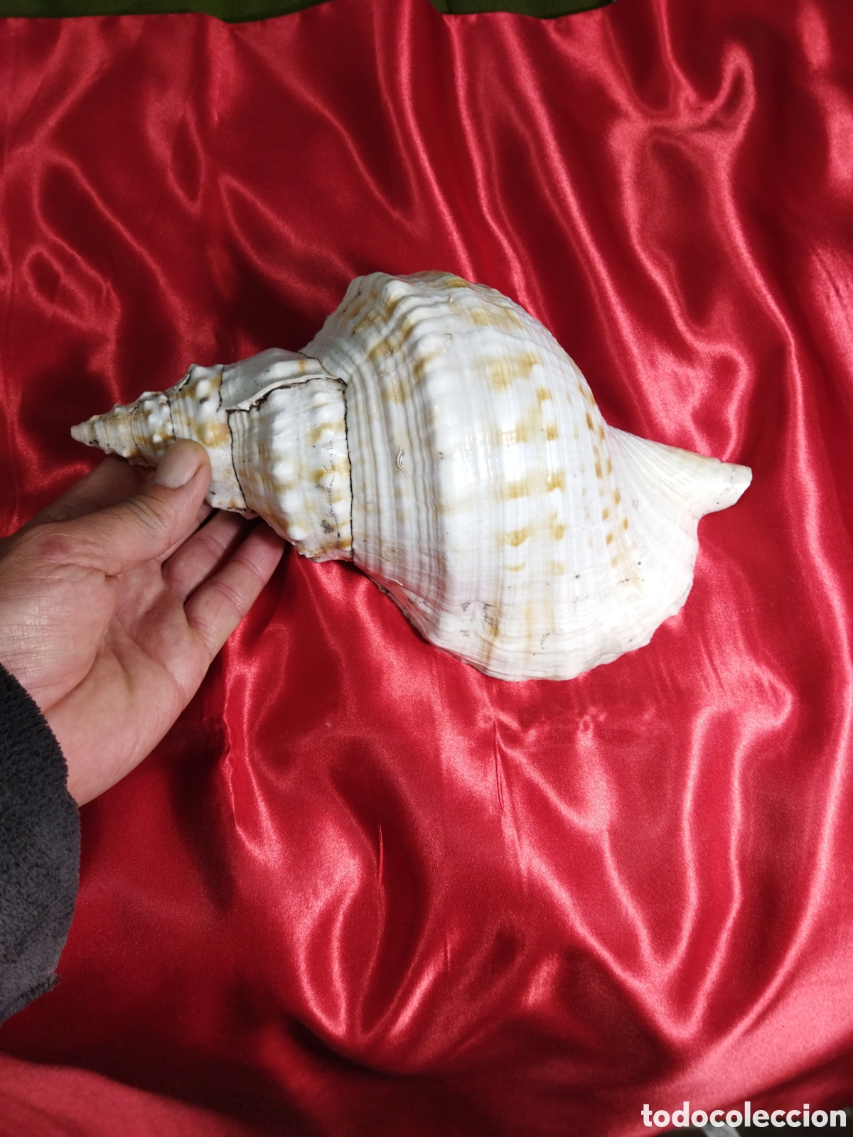 Coleccionismo de moluscos: Gran caracola de mar - Foto 7