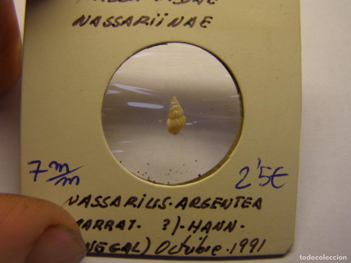 Coleccionismo de moluscos: Caracol snail shell nassarius argentea. Senegal. - Foto 2