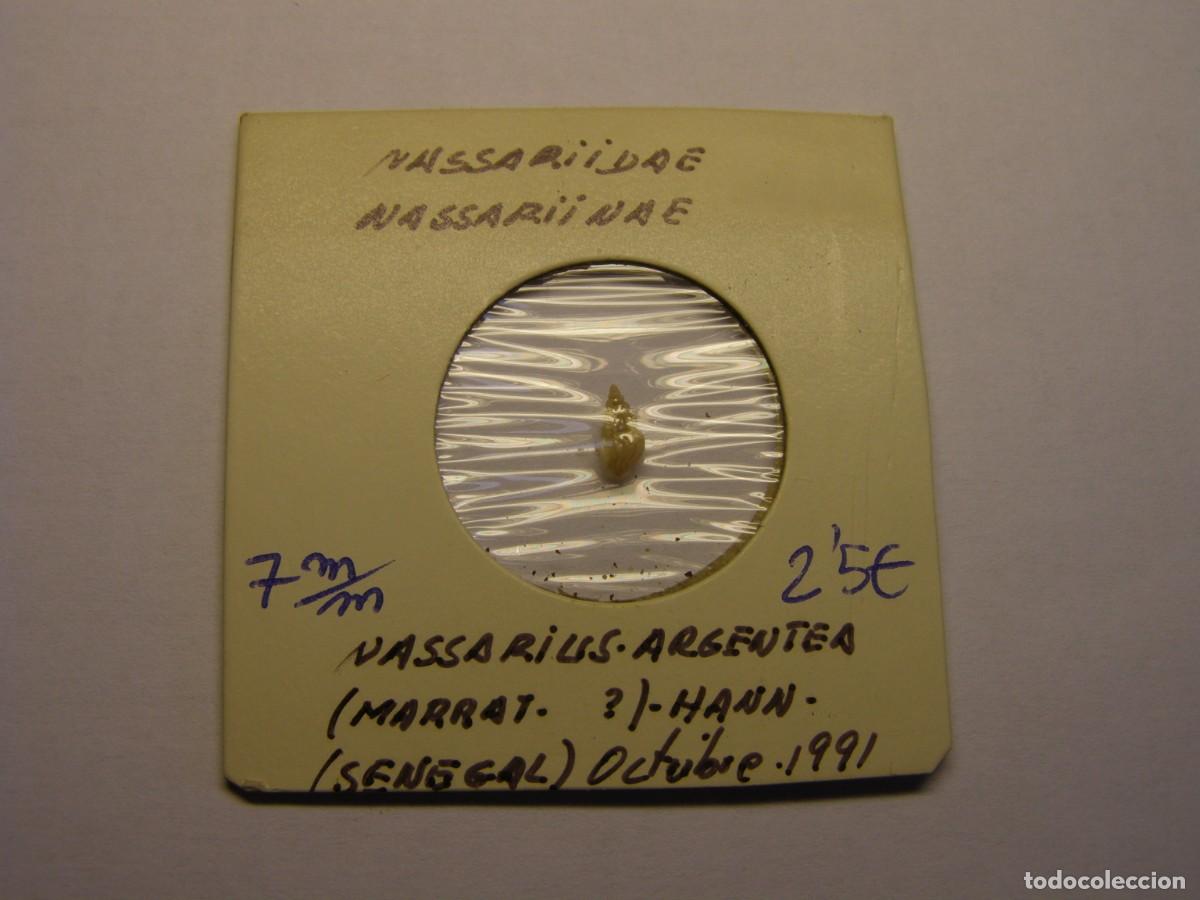 Coleccionismo de moluscos: Caracol snail shell nassarius argentea. Senegal. - Foto 1