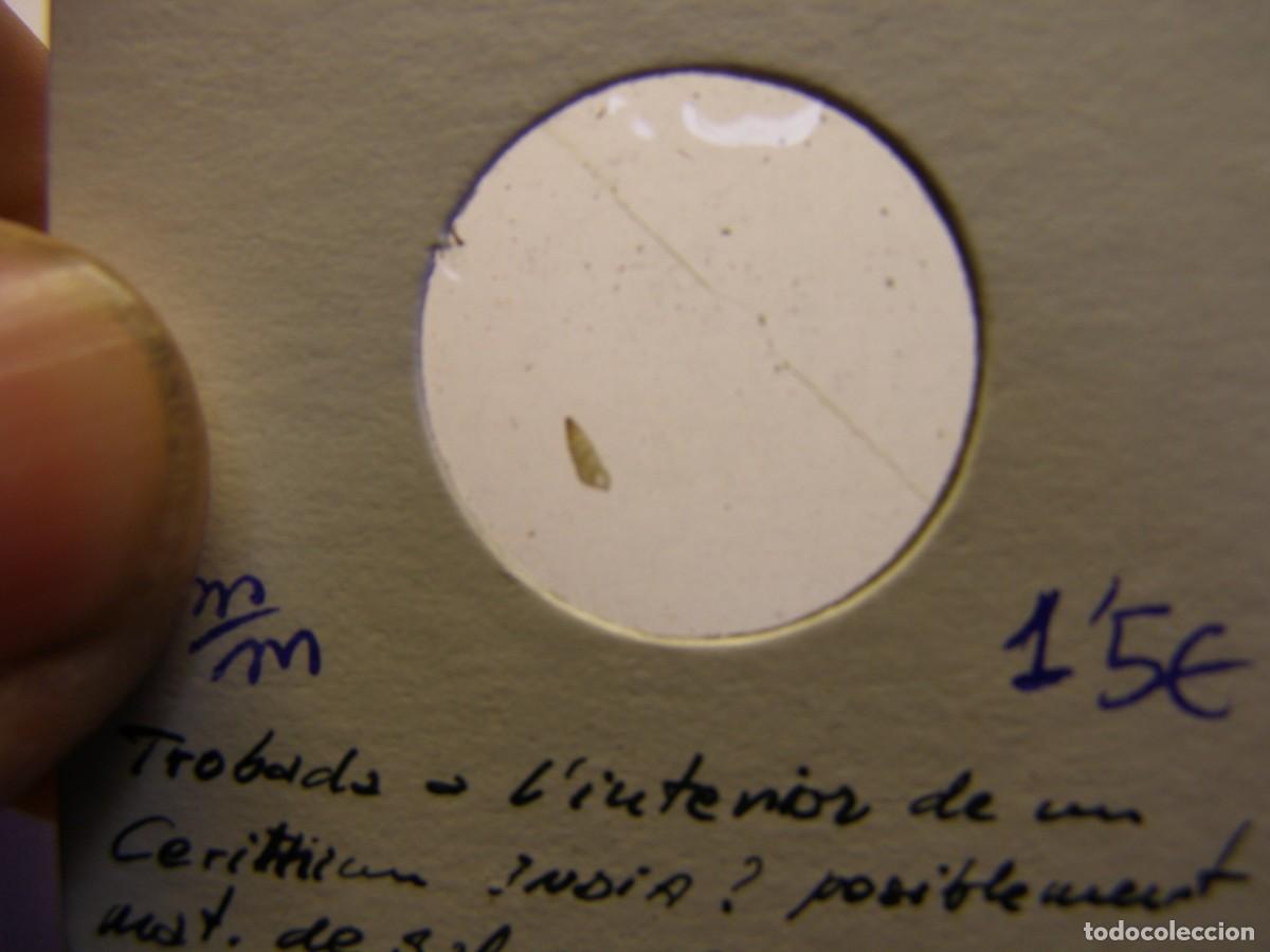 Coleccionismo de moluscos: Caracol snail shell indeterminada. India. - Foto 2