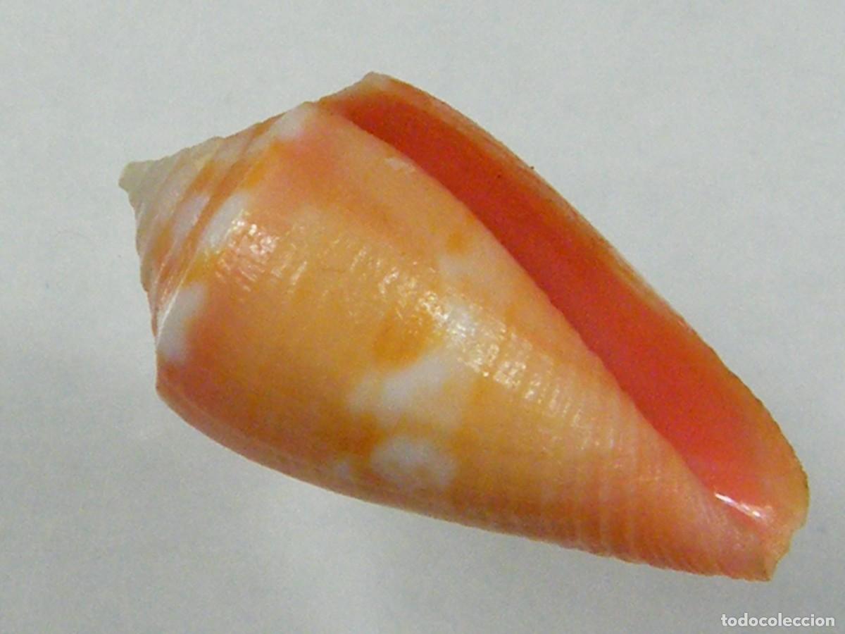 Coleccionismo de moluscos: #34142 Conus archetypus bertarollae. Brasil. - Foto 1