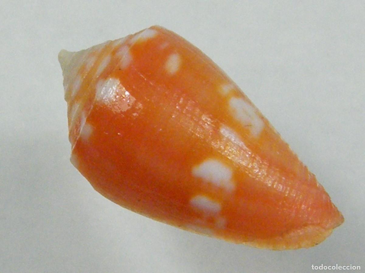 Coleccionismo de moluscos: #34142 Conus archetypus bertarollae. Brasil. - Foto 2