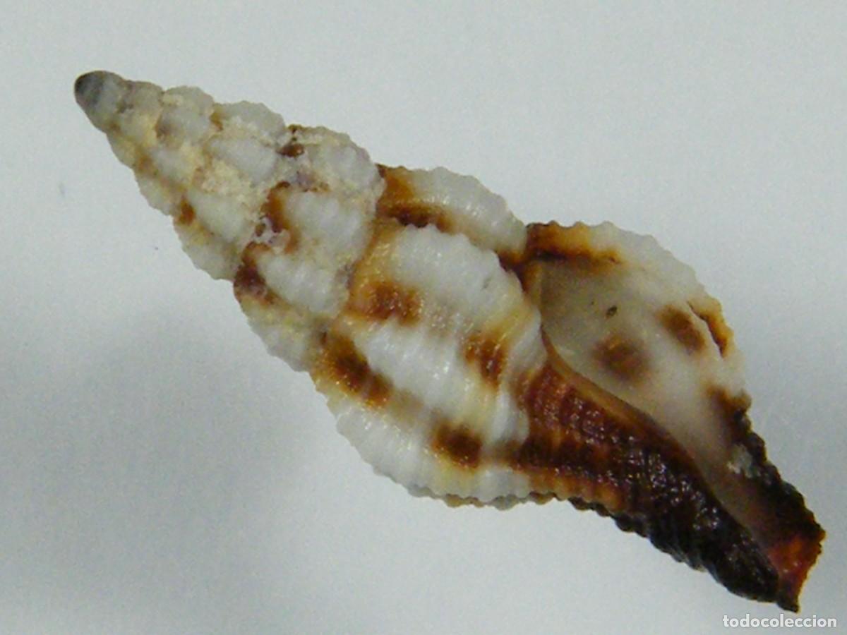 Coleccionismo de moluscos: #34112 Latirus walkeri. Australia. - Foto 1